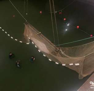 Baleia perdida no rio Sena morre durante operação de resgate