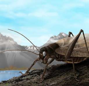 Cientistas recriam som de inseto perdido há 150 anos para tentar reencontrá-lo