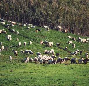 Qual é a diferença entre bode, carneiro, cabra e ovelha?