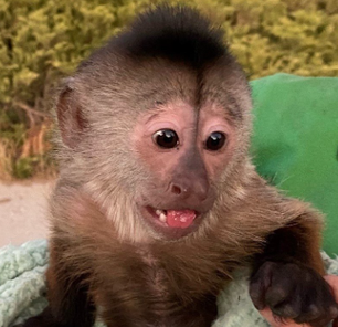 Macaco em zoológico é suspeito de ligar para a polícia dos Estados Unidos