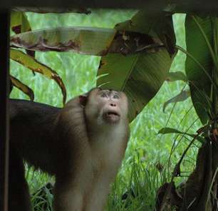 Macacos estão usando pedras como brinquedos sexuais na Indonésia
