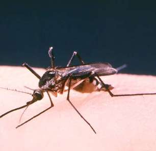 Nova Iorque enfrenta surto de mosquitos infectados pelo vírus do Nilo Ocidental