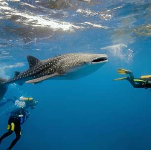 Descubra cinco pontos de mergulho com tubarões no Caribe