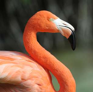 Santuários ecológicos protegem espécies ameaçadas no Caribe