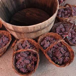 Colheita de uvas abre programação especial de enoturismo no RS