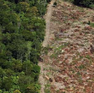 Sadia é processada por compra de carne de áreas irregulares na Amazônia