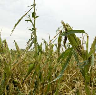 Seguro rural protege produtor das adversidades climáticas