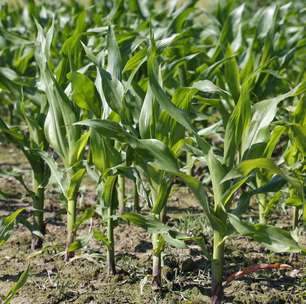 Nova cultivar de milho tem maior teor de vitamina A
