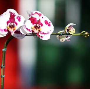 Expoflora começa nesta sexta em Holambra; veja novidades