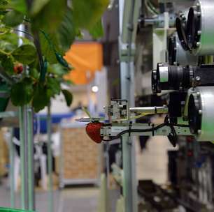 Japão cria robô que escolhe apenas morangos maduros