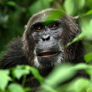 Aids: 1º caso teria sido em caçador de chimpanzés em 1908