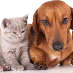 Curso online: aprenda mais sobre a saúde de cães e gatos