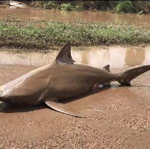 Após ciclone, tubarão é achado em rua de cidade australiana