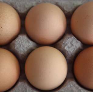 Erro em tradução faz equipe da Noruega receber 15 mil ovos