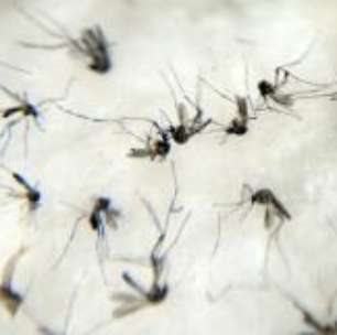 Combate ao Aedes aegypti continua e todo mundo deve ajudar