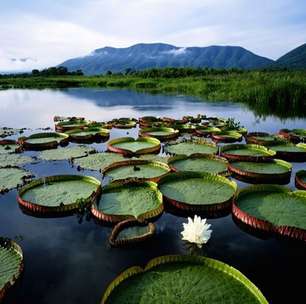 Floresta Amazônica: da Conquista à Integração (Parte II)