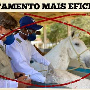 Cientistas brasileiros criam soro com anticorpos de cavalo capaz de neutralizar coronavírus