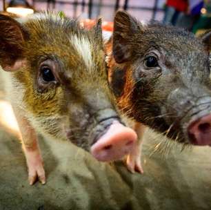 Mamíferos podem respirar pelo ânus em emergências