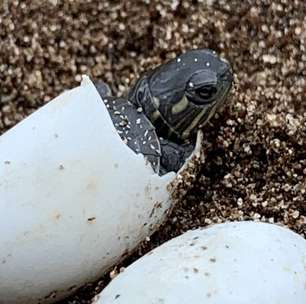 Cientista opera tartaruga atropelada e salva sete ovos