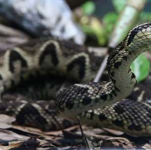 Molécula em veneno de cobra inibe reprodução do coronavírus