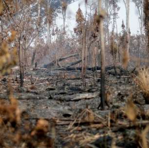 3 em 4 espécies ameaçadas têm habitats afetados por incêndios na Amazônia