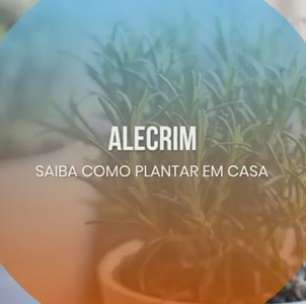 Alecrim: saiba como plantar em casa