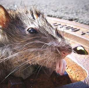 'Comendo com ratos': por que Nova York está sofrendo com invasão de roedores
