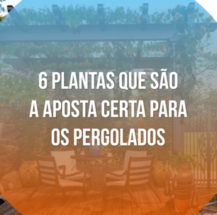 6 apostas certeiras de plantas para pergolados