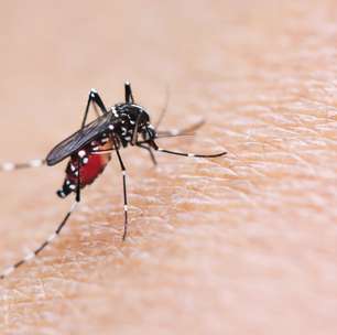 Surto de dengue: como identificar um possível caso e o que fazer