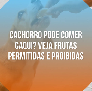 Cachorro pode comer caqui? Veja frutas permitidas e proibidas