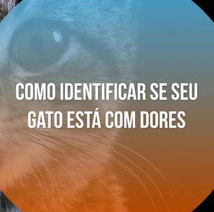 Saiba como identificar se o seu gato está com dores