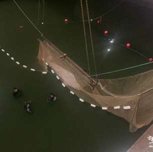 Baleia perdida no rio Sena morre durante operação de resgate