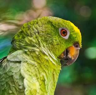 Qual é a diferença entre papagaio, maritaca e arara?