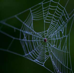 Novo gel feito a partir de teia de aranha pode ajudar em aplicações médicas