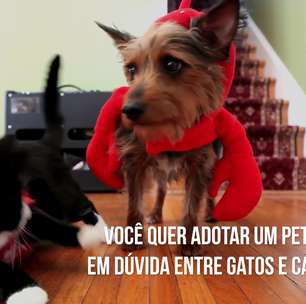 Gato ou cachorro: qual pet adotar?