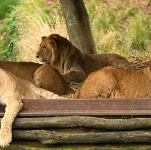 Leões escapam de jaula e causam pânico em zoológico na Austrália