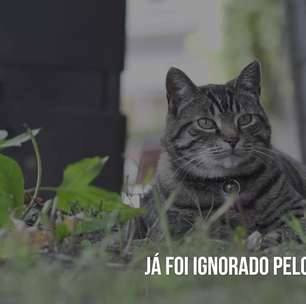 Gatos podem ignorar seus donos de propósito