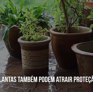 Saiba quais plantas atraem proteção para o lar