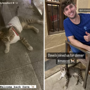 Seleção inglesa adota gatinho que visitava atletas no Catar