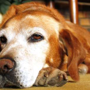 Cães idosos: 5 doenças que mais afetam os pets nessa fase da vida