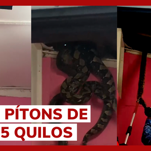 Duas enormes cobras são encontradas em teto de casa na Malásia e cena viraliza nas redes sociais