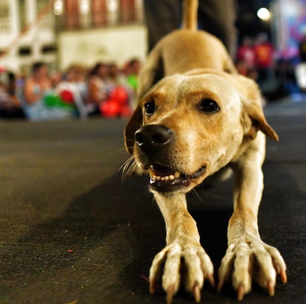 Cachorrinho caramelo que viralizou no carnaval do Recife é adotado