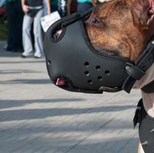 Seu cão deve usar focinheira? Saiba quando colocar o acessório