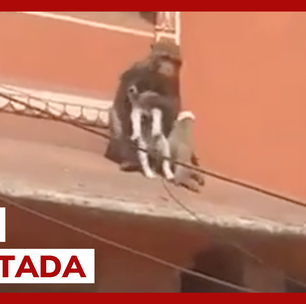 Macaco 'sequestra' e foge com filhote de cachorro na Índia