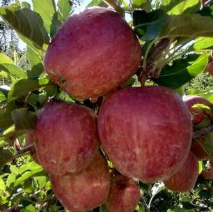 Colheita da maçã deve ultrapassar 67 mil toneladas