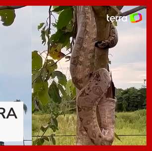 Guias registram jiboia devorando ave no Pantanal; veja