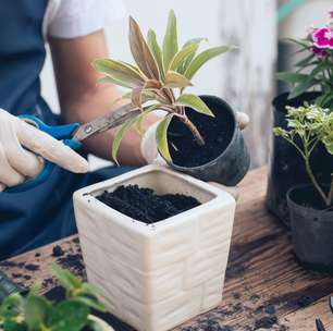 Pensando em trocar as plantas de vaso? Veja passo a passo