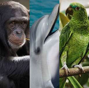 Os animais mais inteligentes do mundo