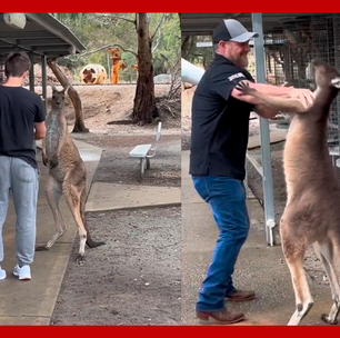 Canguru parte para cima e 'agride' turistas em zoológico na Austrália