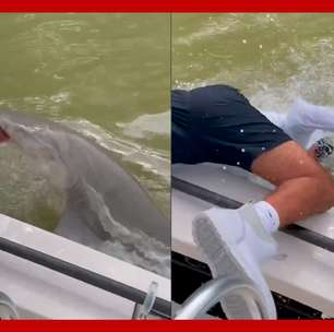 Pescador é atacado por tubarão ao colocar as mãos na água na Flórida (EUA)